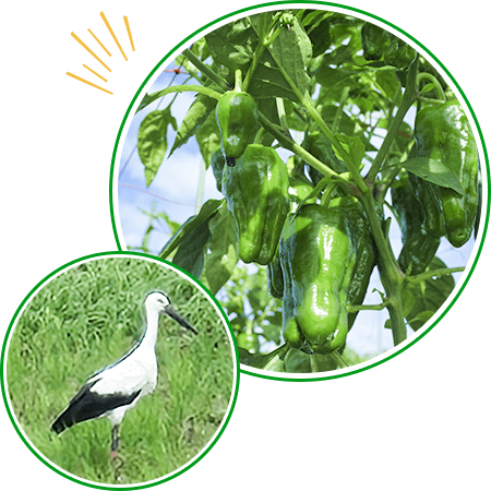 ピーマンが実っている画像と野鳥の画像