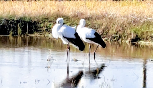 2羽の野鳥